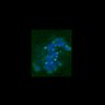 Thumbnail for dataset FigS3C_180111_MII_piasdn-cenpc_image13-19