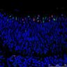 Thumbnail for dataset Fig1F
