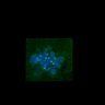 Thumbnail for dataset FigS3C_180111_MII_piasdn-cenpc_image21-25