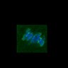 Thumbnail for dataset FigS3C_180111_MII_piasdn-cenpc_image27-29