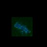 Thumbnail for dataset FigS3C_180111_MII_piasdn-cenpc_image30