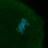 Thumbnail for dataset FigS3C_180111_MII_piasdn-cenpc_image31