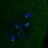 Thumbnail for dataset FigS3D_180212_image1-2