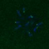Thumbnail for dataset FigS3D_180212_image3