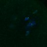Thumbnail for dataset FigS3D_180212_image5-9