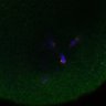 Thumbnail for FigS3D_bl6_Sgo2plus--image29