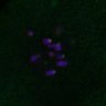 Thumbnail for dataset FigS3D_bl6_Sgo2plus--image30