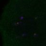 Thumbnail for dataset FigS3D_bl6_Sgo2plus--image31