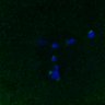 Thumbnail for dataset FigS3D_bl6_Sgo2plus--image52