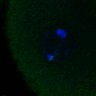 Thumbnail for dataset FigS3D_bl6_Sgo2plus--image54-55
