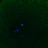Thumbnail for FigS3D_bl6_Sgo2plus--image56