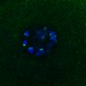 Thumbnail for dataset FigS3D_bl6_Sgo2plus--image57