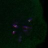 Thumbnail for dataset FigS3D_bl6_Sgo2plusplus-image32