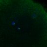 Thumbnail for dataset FigS3D_bl6_Sgo2plusplus-image48