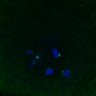 Thumbnail for dataset FigS3D_bl6_Sgo2plusplus-image50