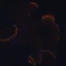 Thumbnail for dataset fig3_cent-odf2-ZO1_mtecALI9