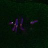 Thumbnail for dataset FigS3D_bl6_Sgo2plusplusdnc-image36