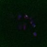 Thumbnail for dataset FigS3D_bl6_Sgo2plusplusdnc-image38