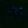 Thumbnail for dataset FigS3D_bl6_Sgo2plusplusdnc-image39-40
