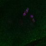 Thumbnail for dataset FigS3D_bl6_Sgo2plusplusdnc-image42