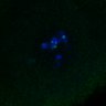 Thumbnail for dataset FigS3D_bl6_Sgo2plusplusdnc-image43