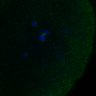 Thumbnail for dataset FigS3D_bl6_Sgo2plusplusdnc-image44