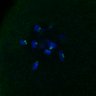 Thumbnail for dataset FigS3D_bl6_Sgo2plusplusdnc-image46-47