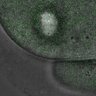 Thumbnail for dataset FigS4A_160224_Rec8f