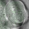 Thumbnail for dataset FigS4A_160224_Rec8f_mut