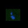 Thumbnail for dataset FigS4B_170314_cl