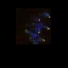 Thumbnail for dataset FigS4B_170417_CLPIAS1