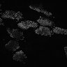 Thumbnail for dataset fig3_cent-odf2-ZO1_mtecALI11