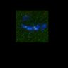 Thumbnail for dataset FigS4B_170417_MUT25