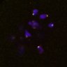 Thumbnail for dataset FigS4C_180115_Rec8f_iamge1