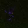 Thumbnail for dataset FigS4C_180115_Rec8f_iamge3