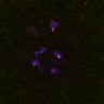 Thumbnail for dataset FigS4C_180115_Rec8f_iamge4