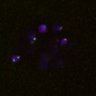 Thumbnail for dataset FigS4C_180115_Rec8f_iamge5