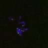 Thumbnail for dataset FigS4C_180115_Rec8f_iamge6