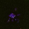 Thumbnail for FigS4C_180115_Rec8f_iamge8