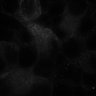 Thumbnail for dataset fig3_odf2-alphatub-centriolin_mtecALi4