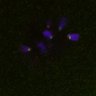 Thumbnail for dataset FigS4C_180115_Rec8f_iamge9