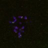 Thumbnail for dataset FigS4C_180115_Rec8f_iamge11