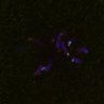 Thumbnail for dataset FigS4C_180115_Rec8f_iamge17-22