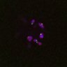 Thumbnail for dataset FigS4C_180115_Rec8fnc_image24