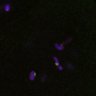 Thumbnail for dataset FigS4C_180115_Rec8fnc_image25