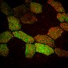 Thumbnail for dataset fig5_centrin-centriolin-vangl1_control