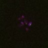 Thumbnail for dataset FigS4C_180115_Rec8fnc_image26