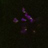 Thumbnail for dataset FigS4C_180115_Rec8fnc_image27