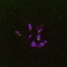 Thumbnail for dataset FigS4C_180115_Rec8fnc_image29