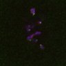 Thumbnail for dataset FigS4C_180115_Rec8fnc_image31-33